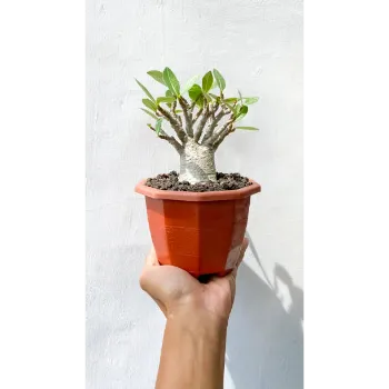 Bonsai Plants